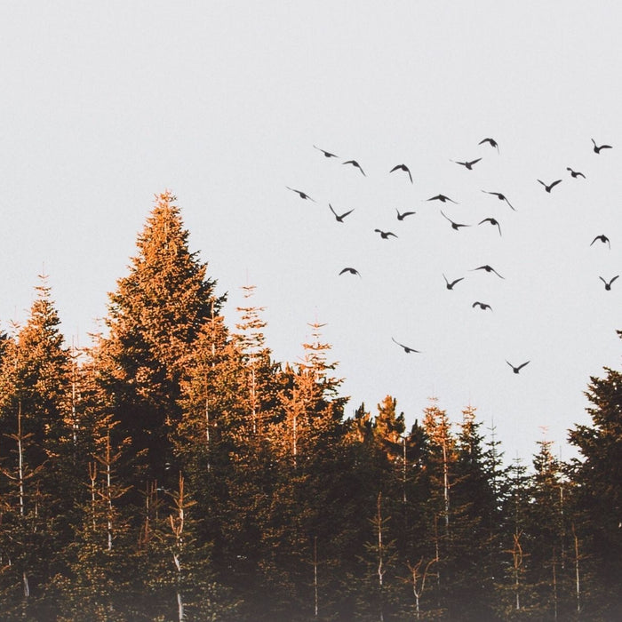 Conference of the Birds